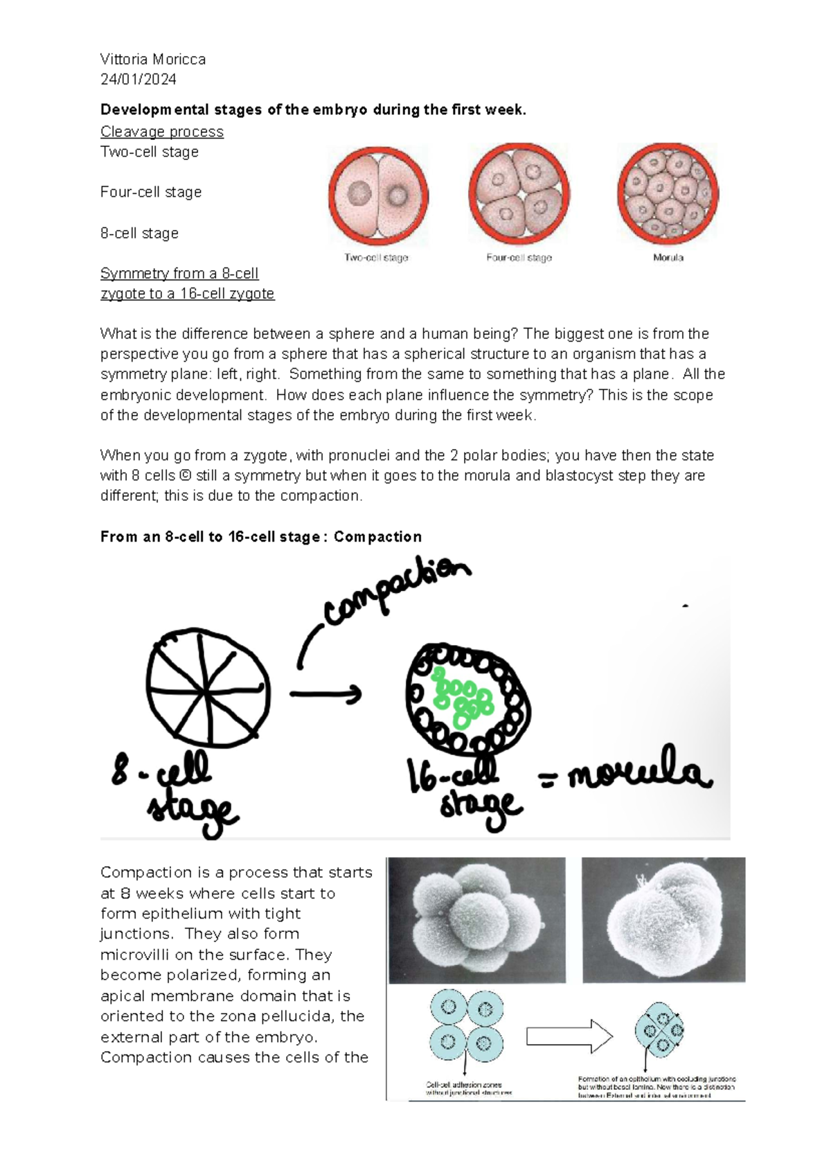 Developmental Stages of the Embryo in the First Week (Course Code: 4 ...