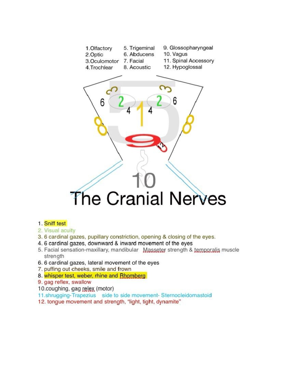 Cranial Nerves Overview and Assessment Techniques - Studocu