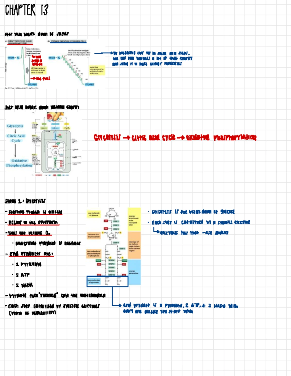 Chapter 1 Notes - Cell Theory and Microscopy Insights - Studocu