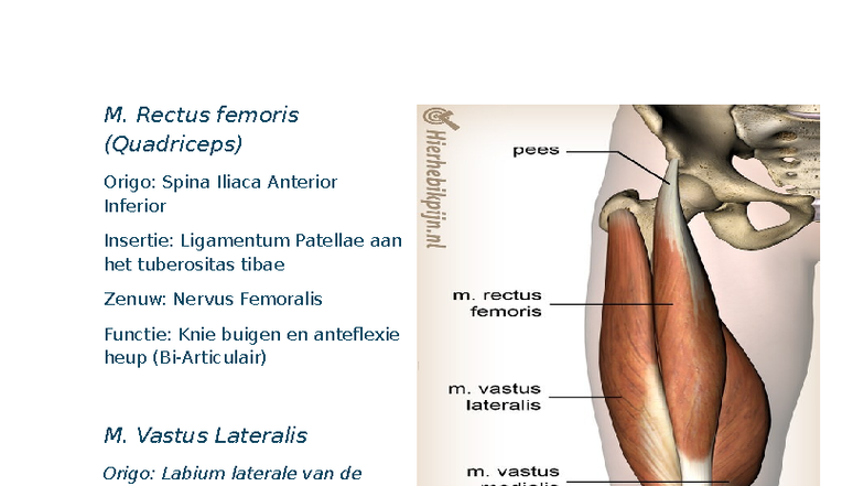 anatomie-van-de-quadriceps-origo-insertie-en-functie-studeersnel