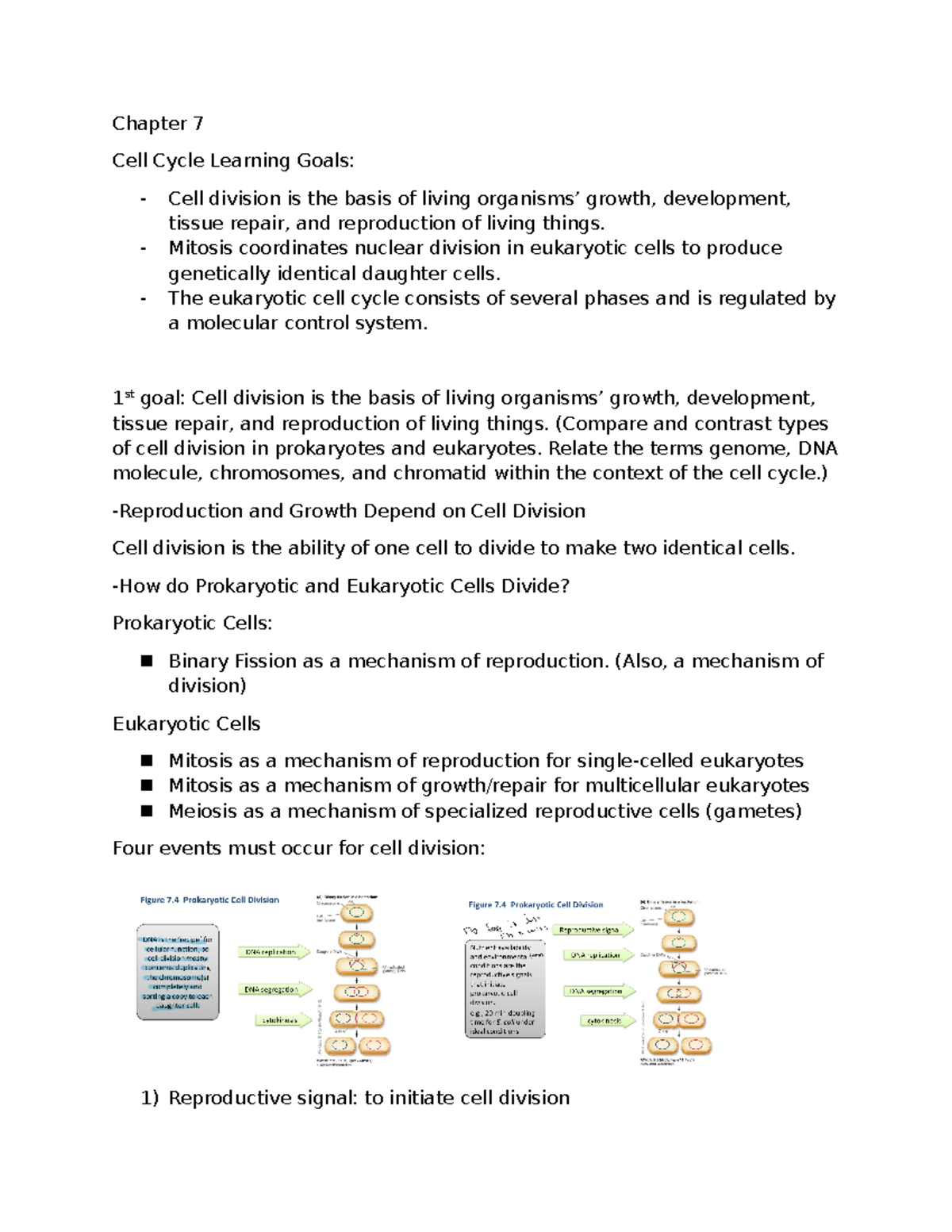 Bio 202: Exam 2 Cell Cycle, Mitosis, and Meiosis Study Notes - Studocu