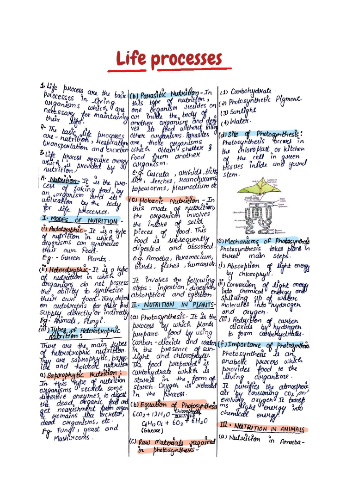 Class 10 Biology Notes: Life Processes and Organism Functions - Studocu