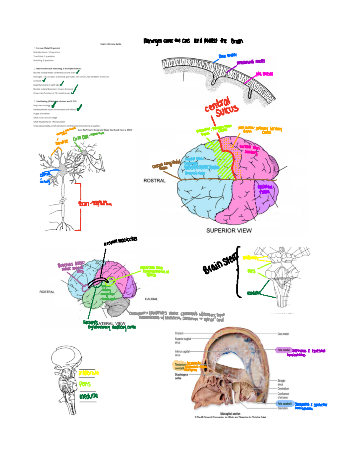 CNS 315N Exam 4 Study Guide: Meninges and Nervous System Overview - Studocu
