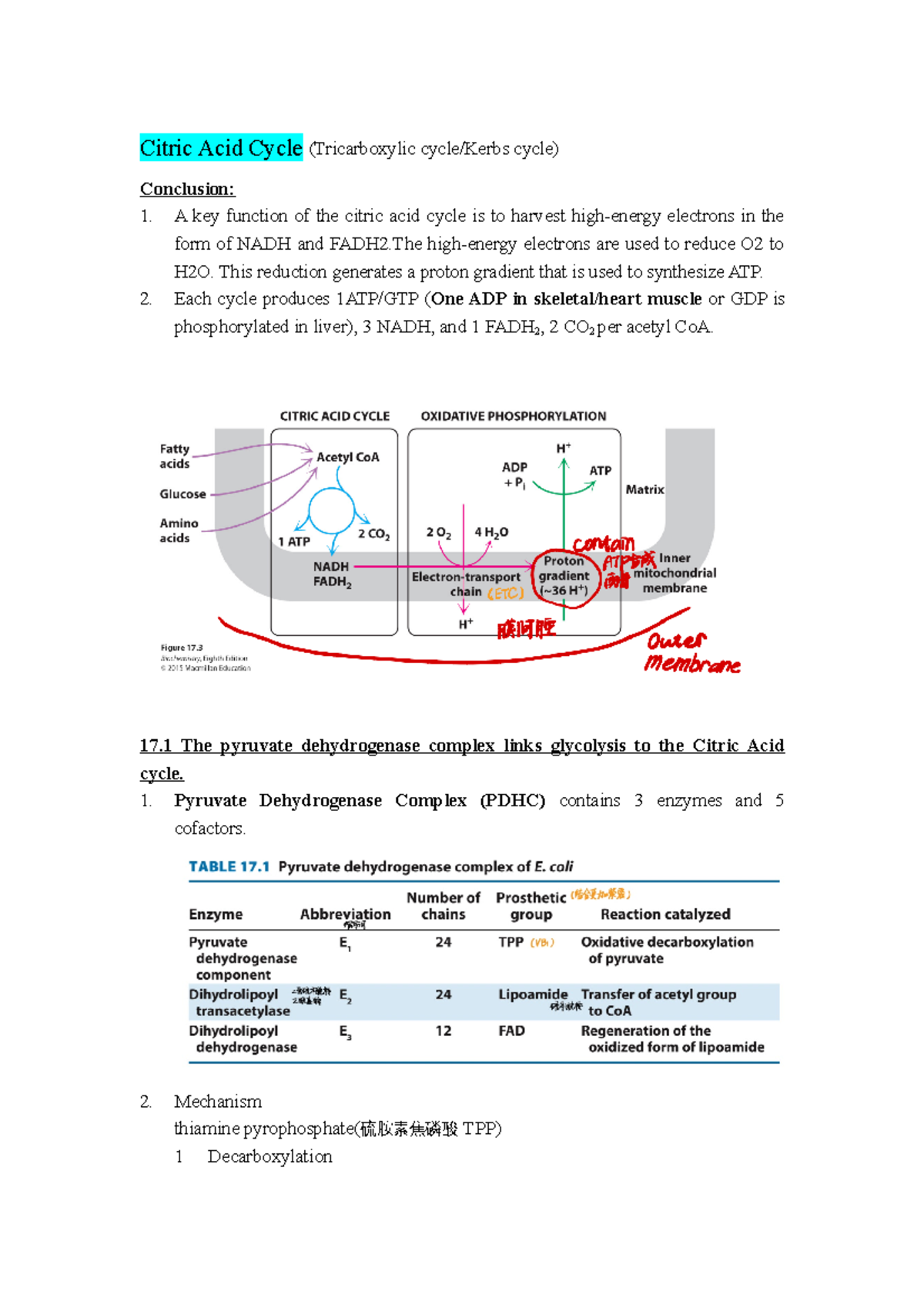 Biochemistry Final Exam Review: Citric Acid Cycle & Oxidative ...