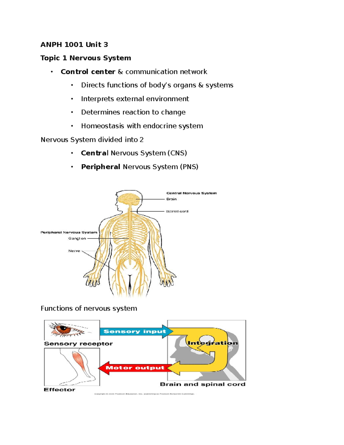 ANPH 1001 Unit 3 Nervous System Overview and Functions Notes - Studocu