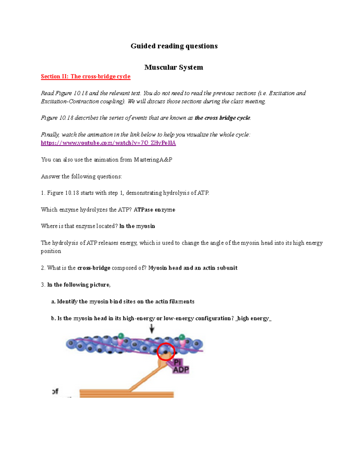 GRQ 9 Part II: Muscular system, the cross bridge cycle - Guided 