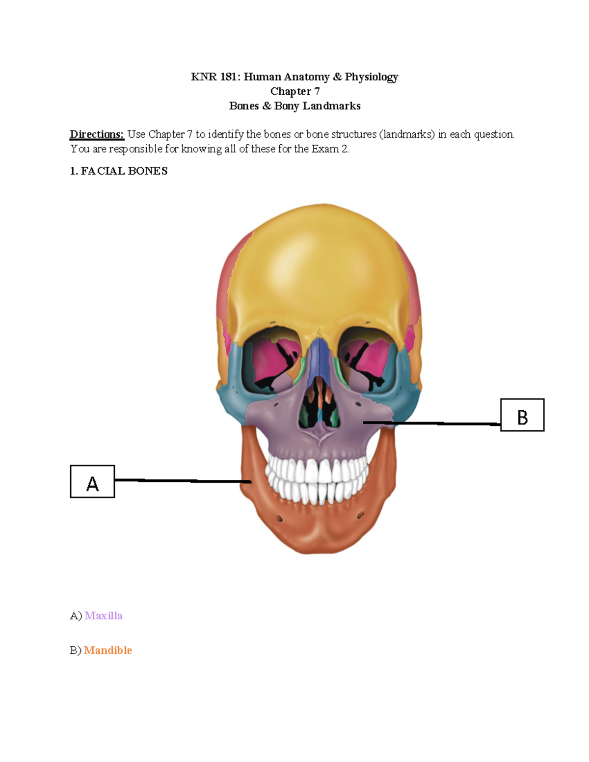 KNR 181 Assignment 6: Chapter 7 Bone Structures for Exam 2 - Studocu