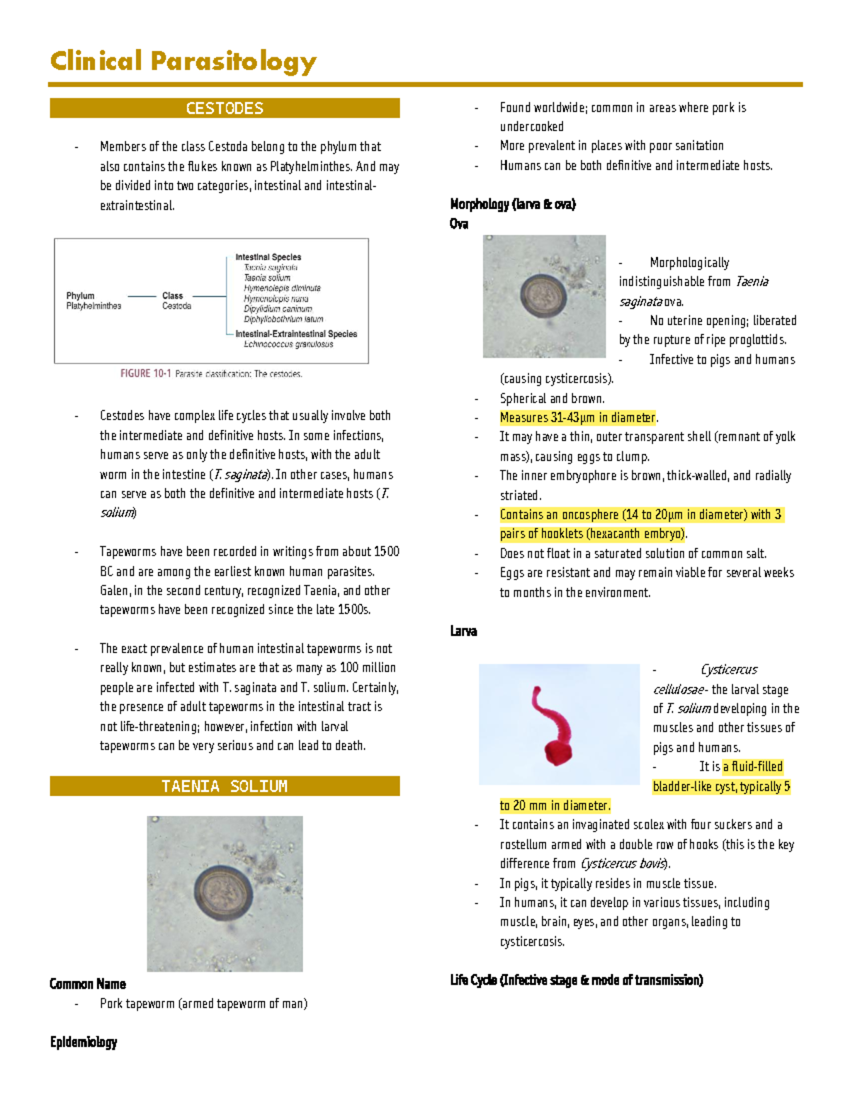 Clinical Parasitology: Cestodes Overview and T. solium Insights - Studocu