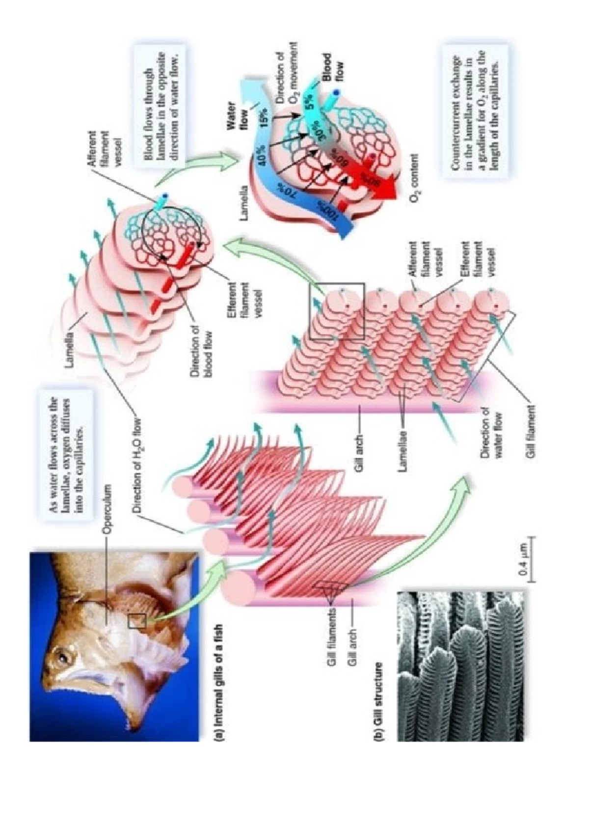 Gas exchange human diagram - NCEA level 2 Biology - HUMAN GAS EXCHANGE ...