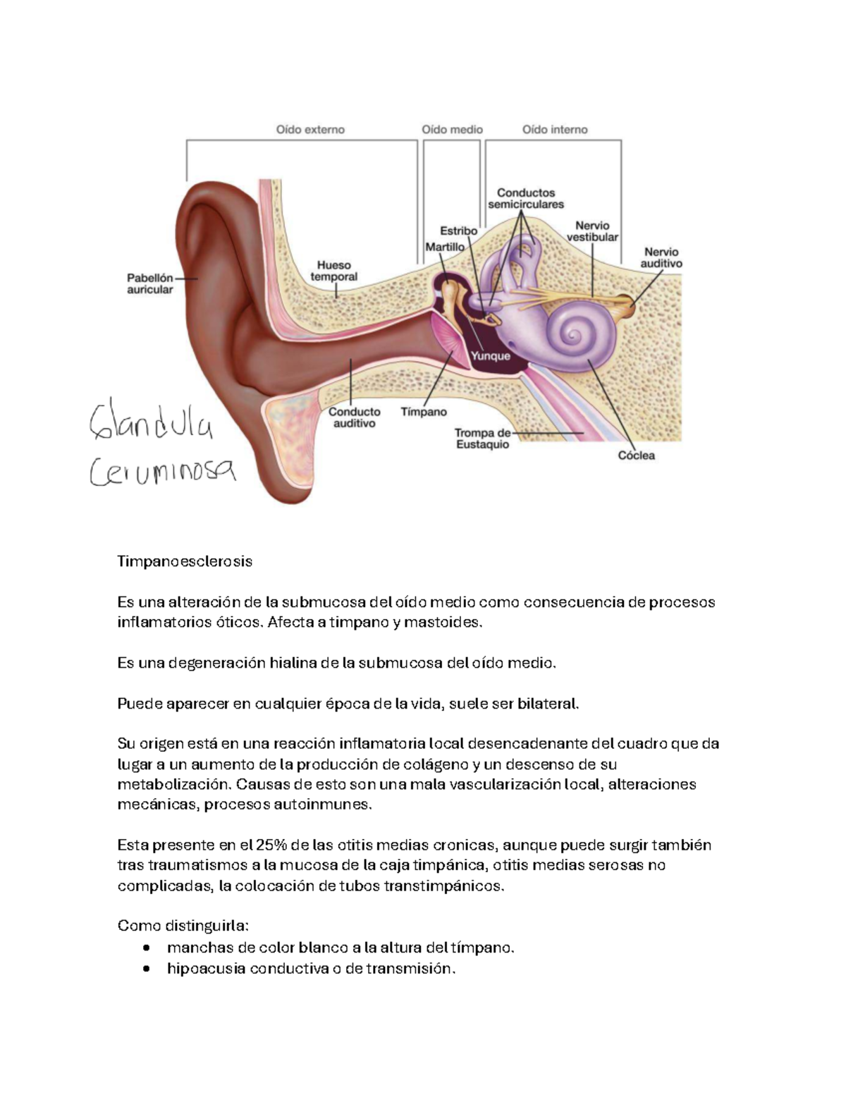 Timpanoesclerosis y Otosclerosis: Alteraciones del Oído Medio - Studocu
