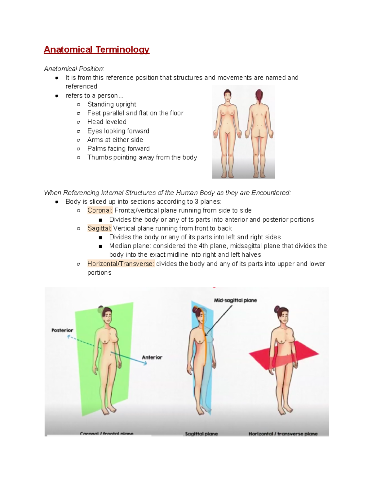 Anatomical Terminology - Anatomical Terminology Anatomical Position: It ...