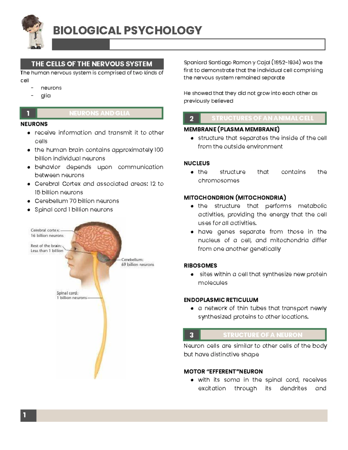 BIO 101: Anatomy of the Nervous System - Key Concepts and Functions ...