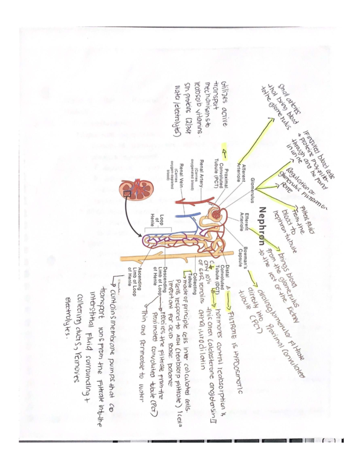Nephron Notes: Understanding Blood Filtration and Regulation - Studocu
