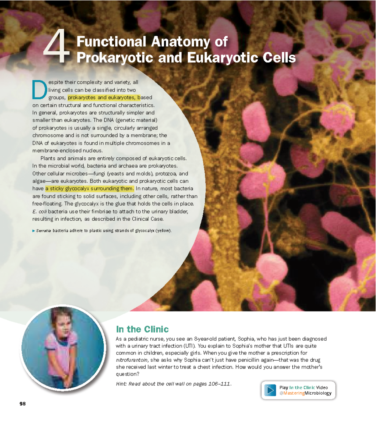 Functional Anatomy of Prokaryotic and Eukaryotic Cells - Studocu