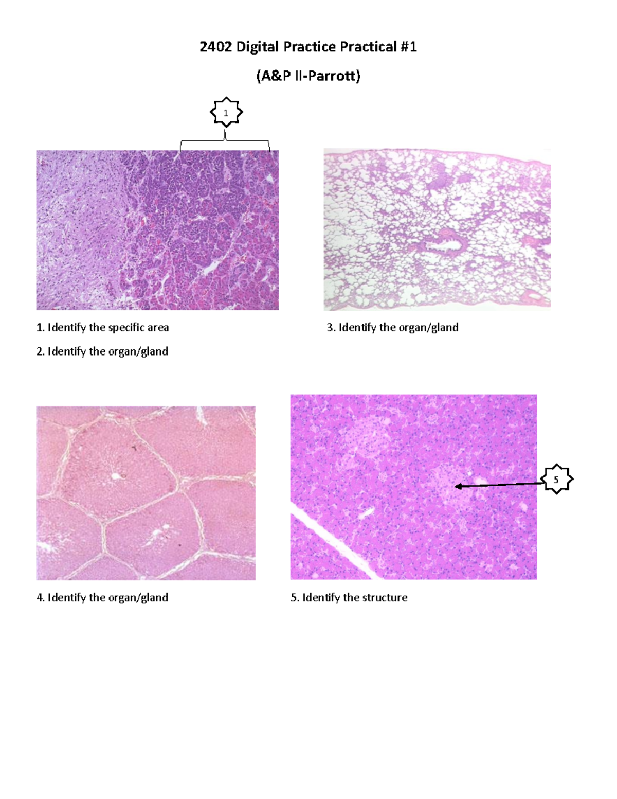2402 A&P II Lab Practical: Identifying Organs and Structures - Studocu