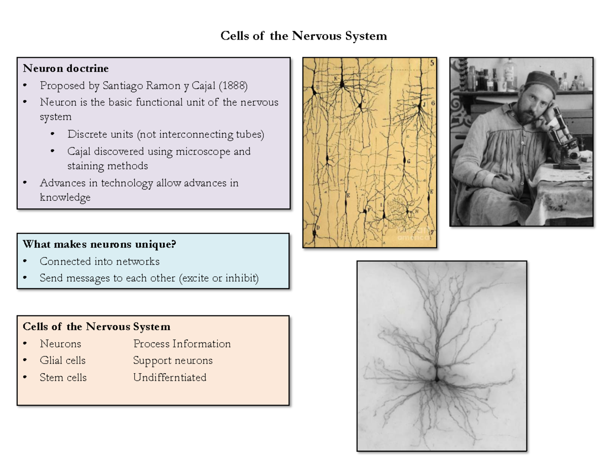 Neurogenesis and the Nervous System: Key Concepts Overview (BIO 101 ...