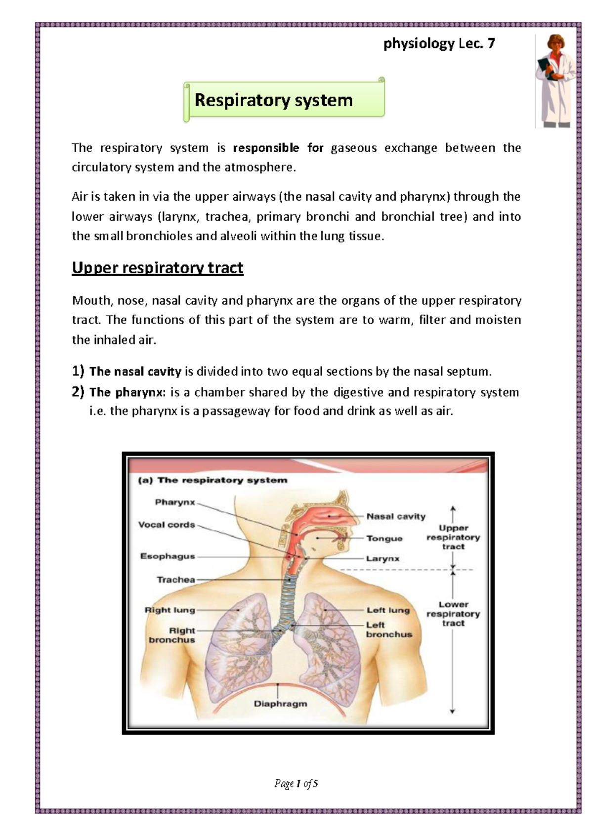 Parts Of The Respiratory System Grade 9