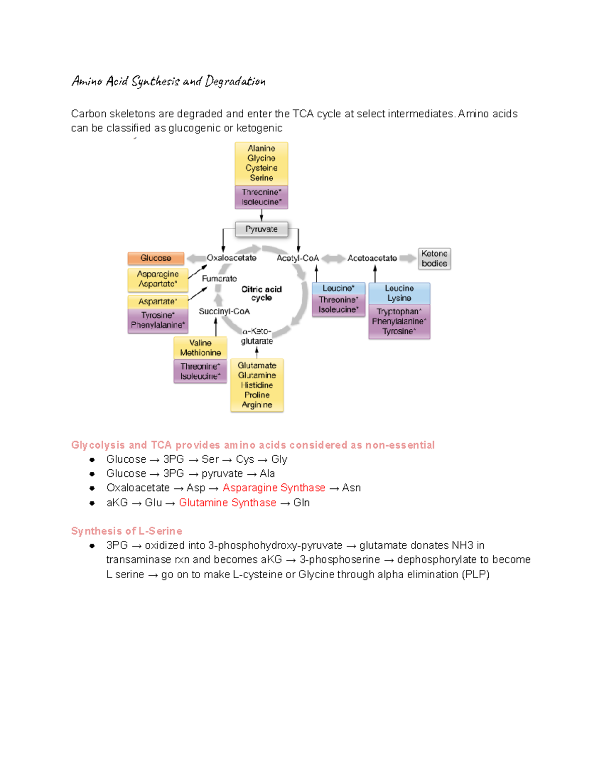 Amino Acid Synthesis and Degradation (one carbon metabolism) - Ami d S ...
