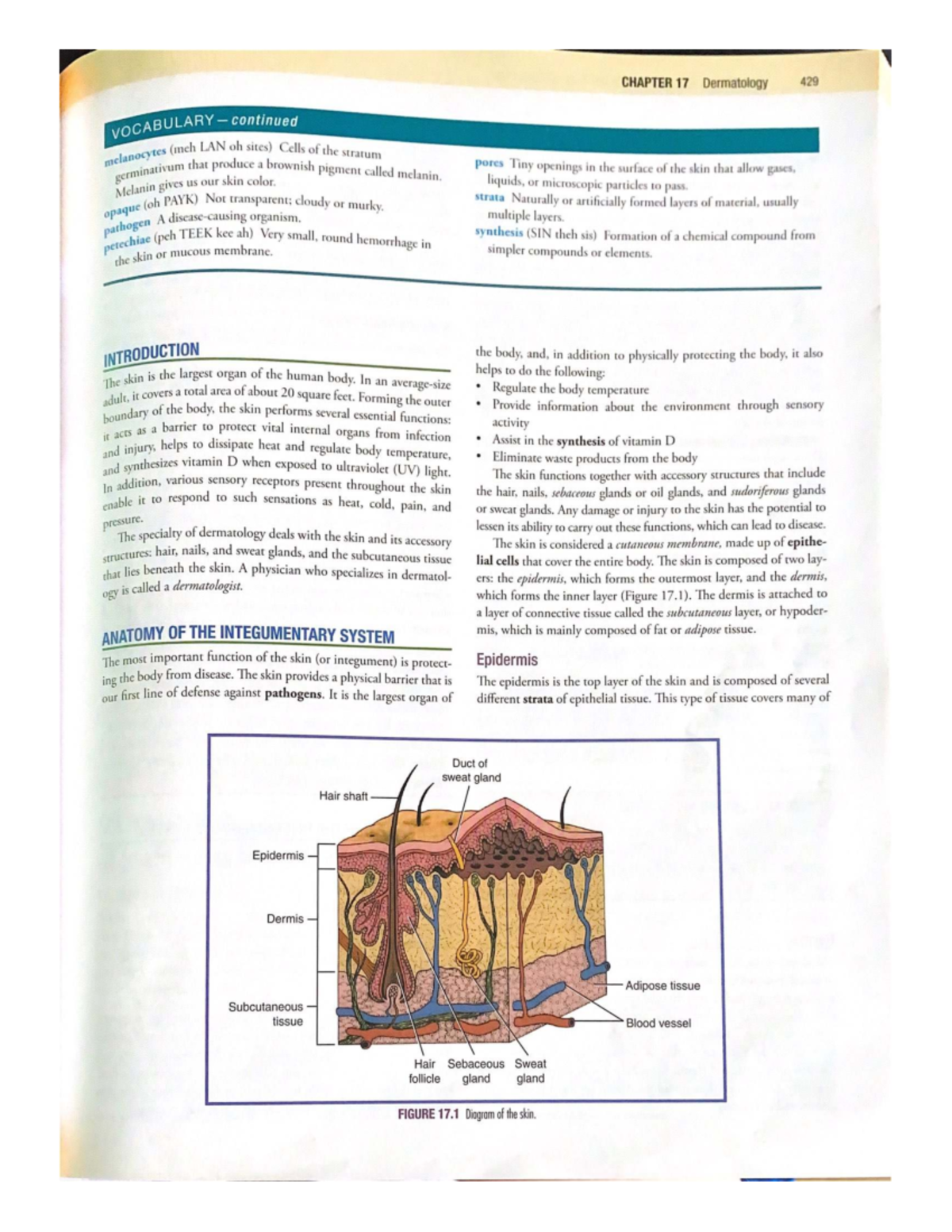 Chapter 17 Dermatology Key Concepts And Vocabulary Overview Studocu