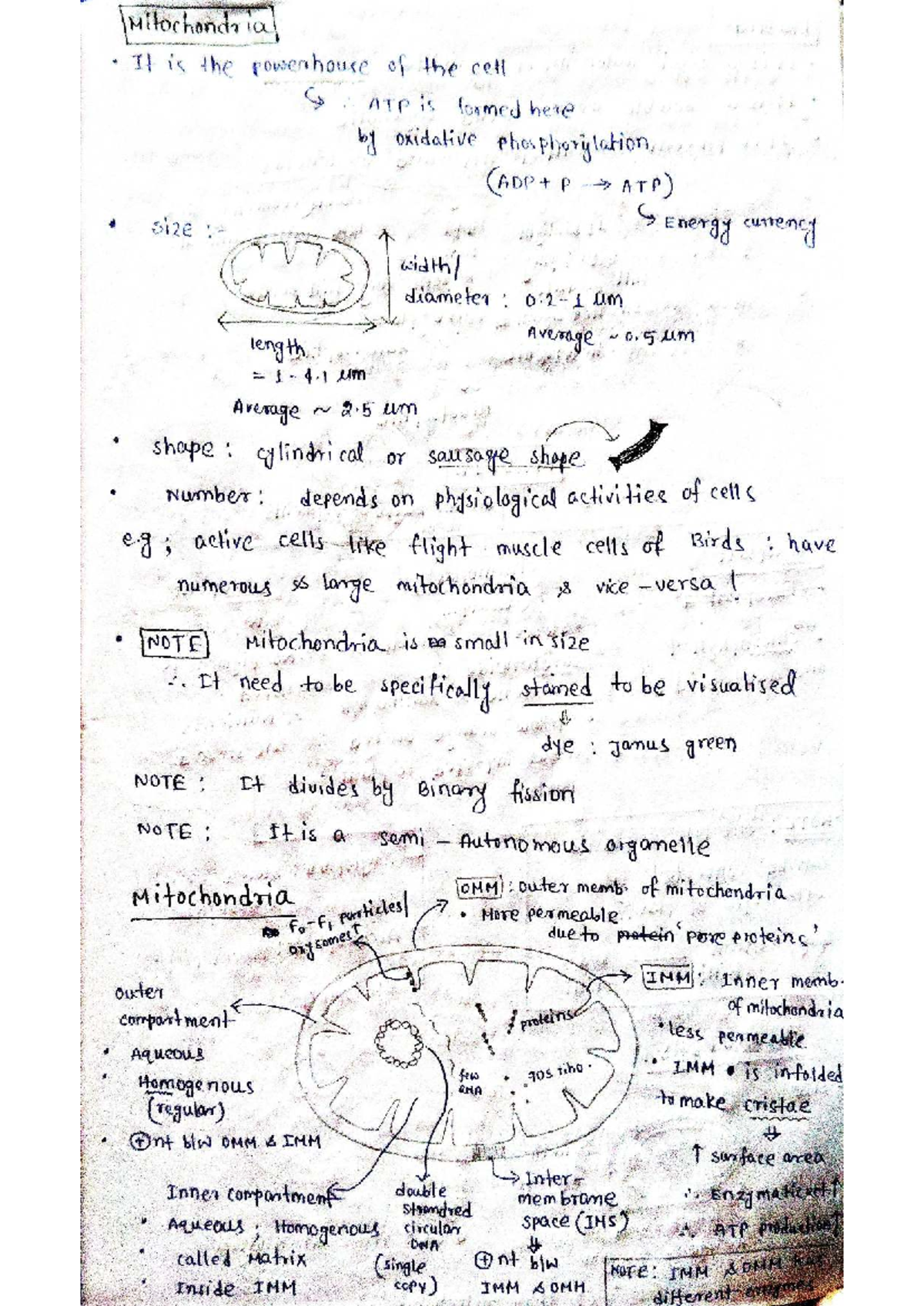 cell-structure-and-function-key-concepts-for-bsc-zoology-and-neet