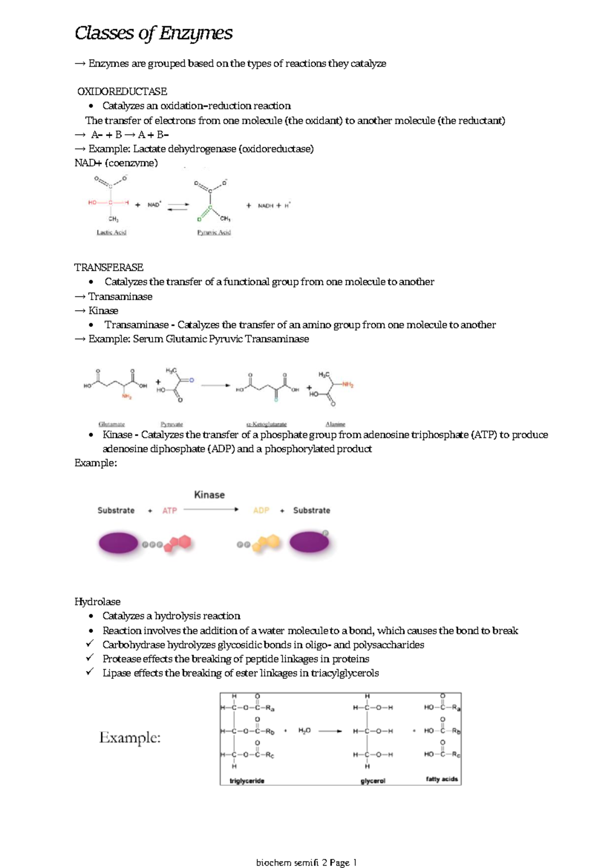 Biochem Semifi 2: Classes of Enzymes and Their Functions - Studocu