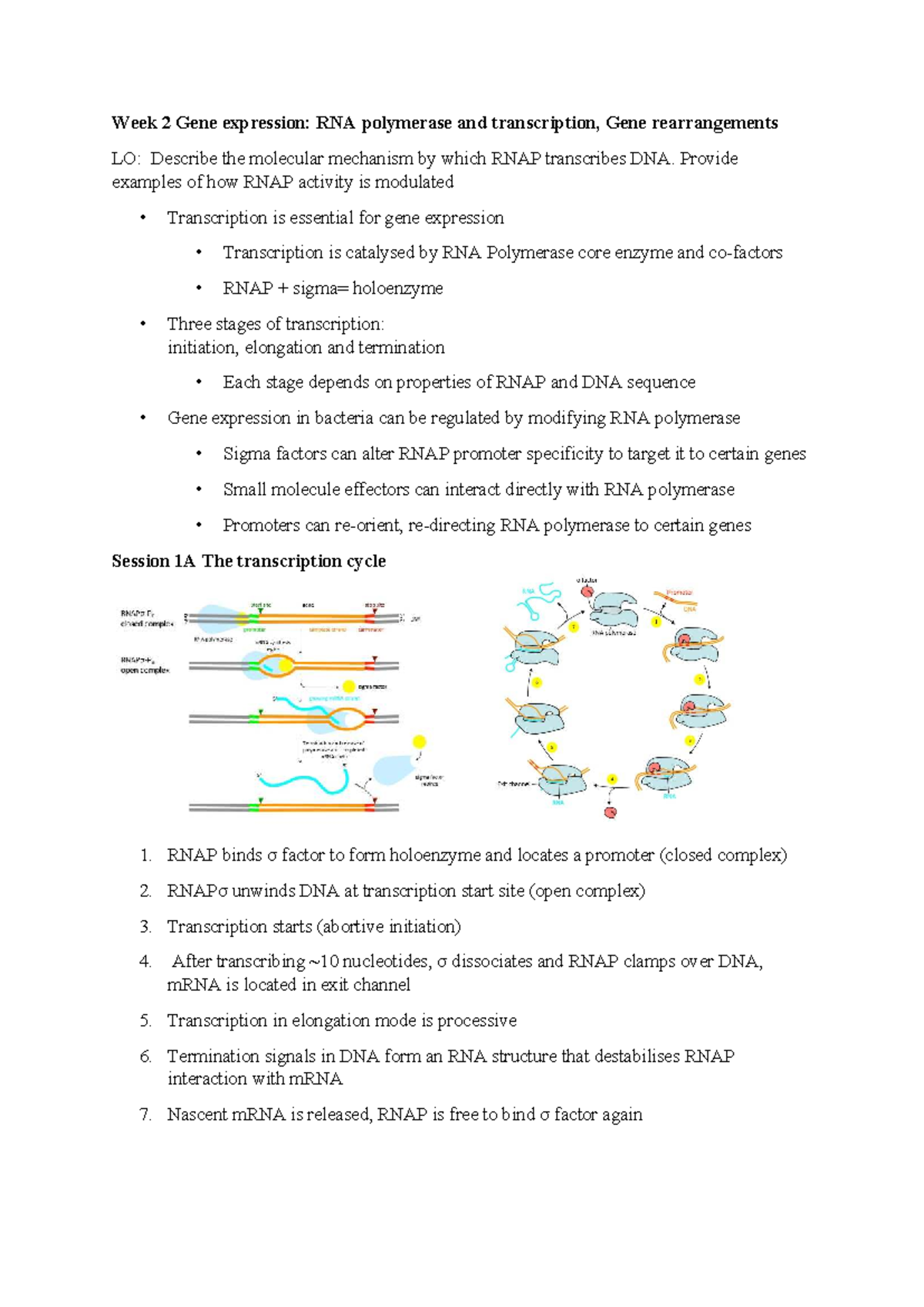Bgd Week 2: Gene Expression, RNA Polymerase, and Transcription ...