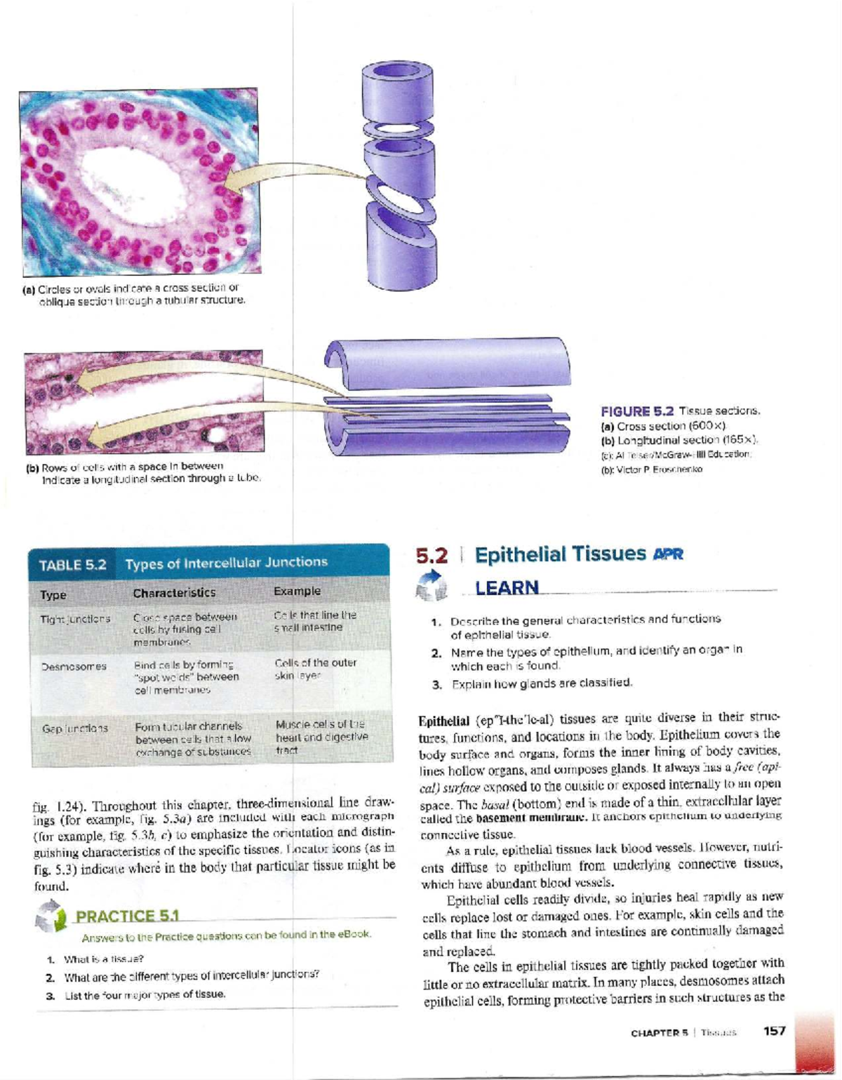 Document Analysis and Epithelial Tissue Principles (INS101) - Studocu