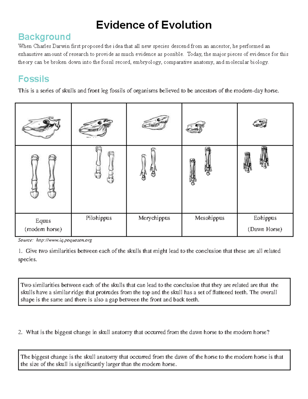 Evidence of Evolution: Key Concepts and Analysis Worksheet - Studocu