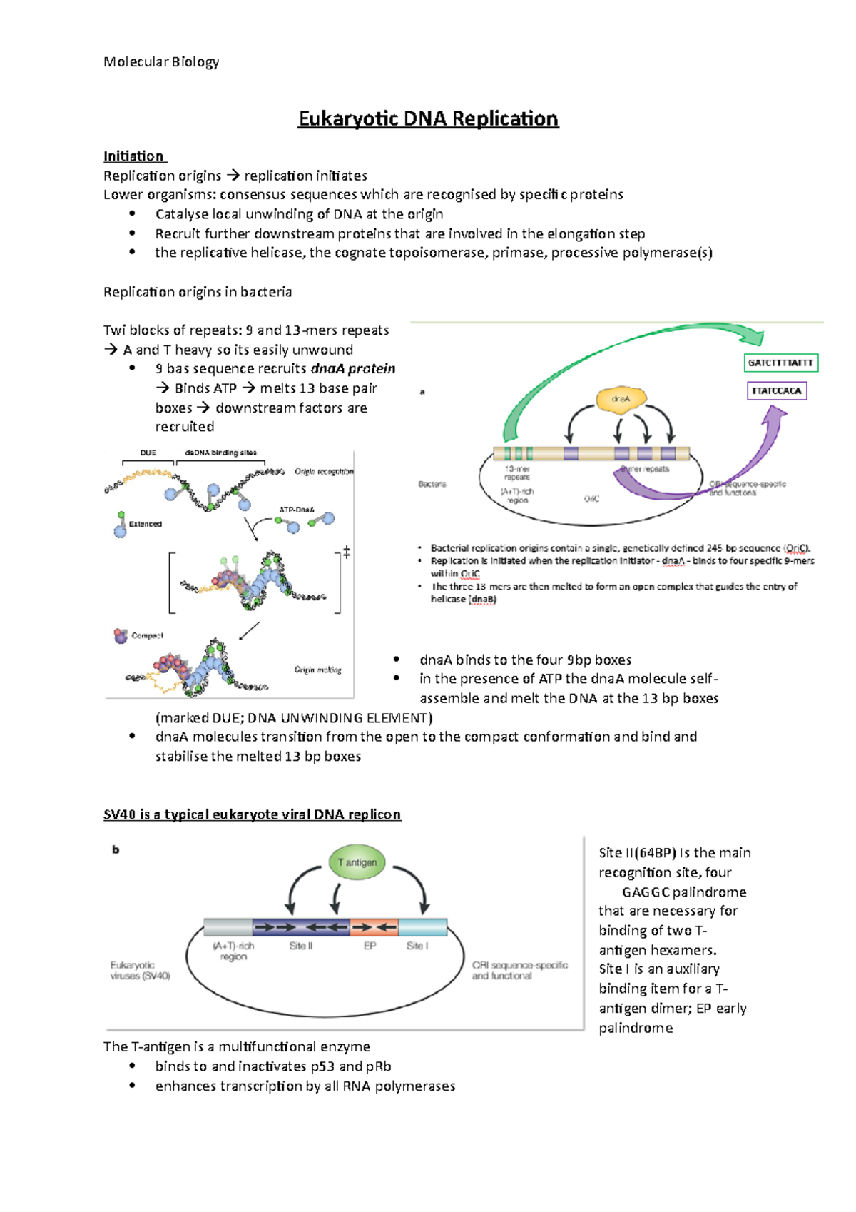 Eukaryotic DNA Replication: Comprehensive Study Notes - Studocu