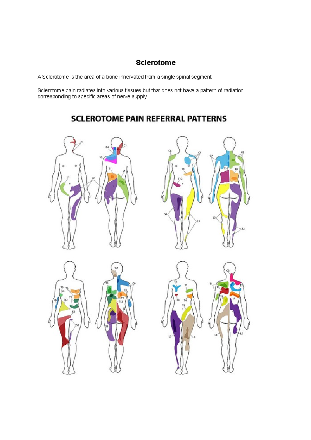 What Is A Myotome In Anatomy