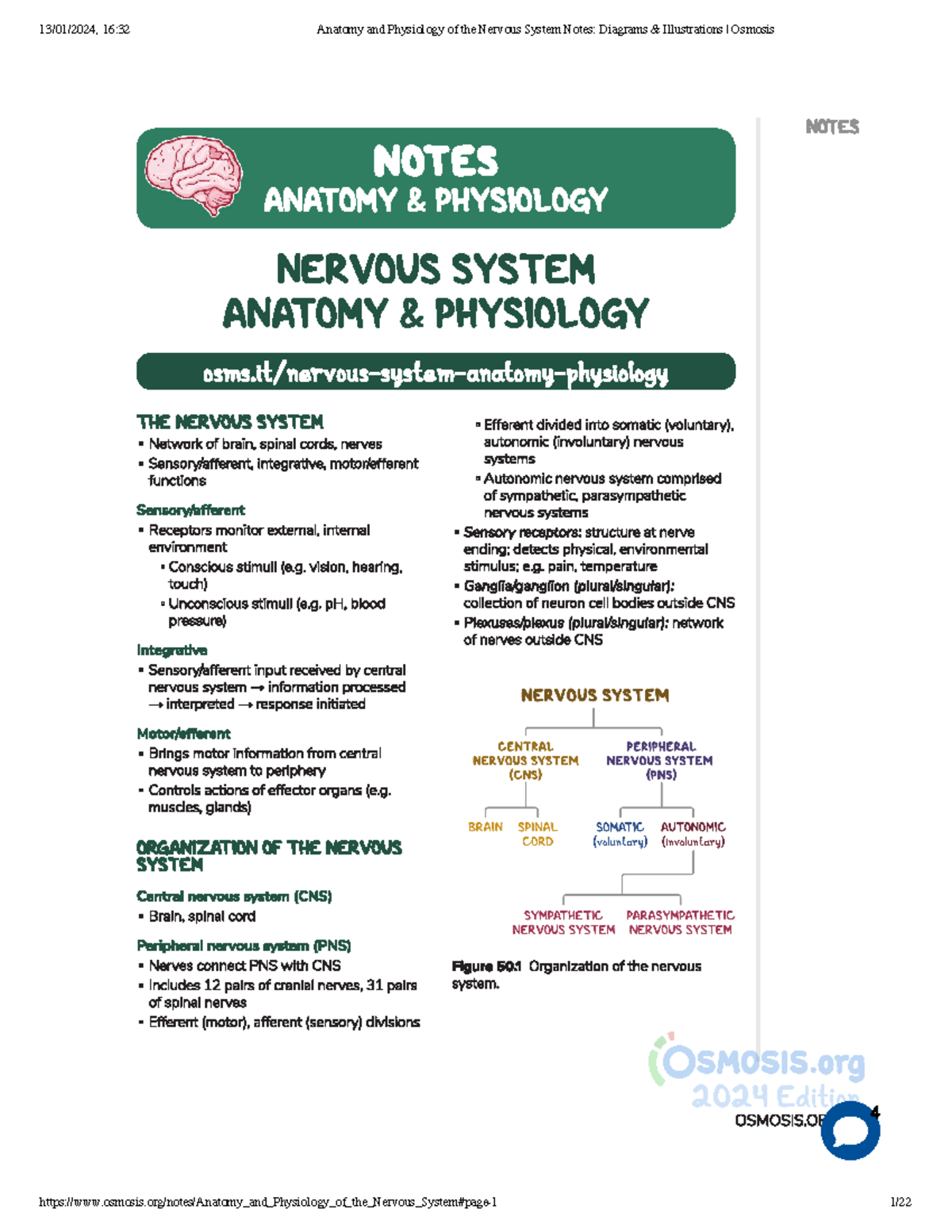 Anatomy and Physiology of the Nervous System Notes Diagrams ...