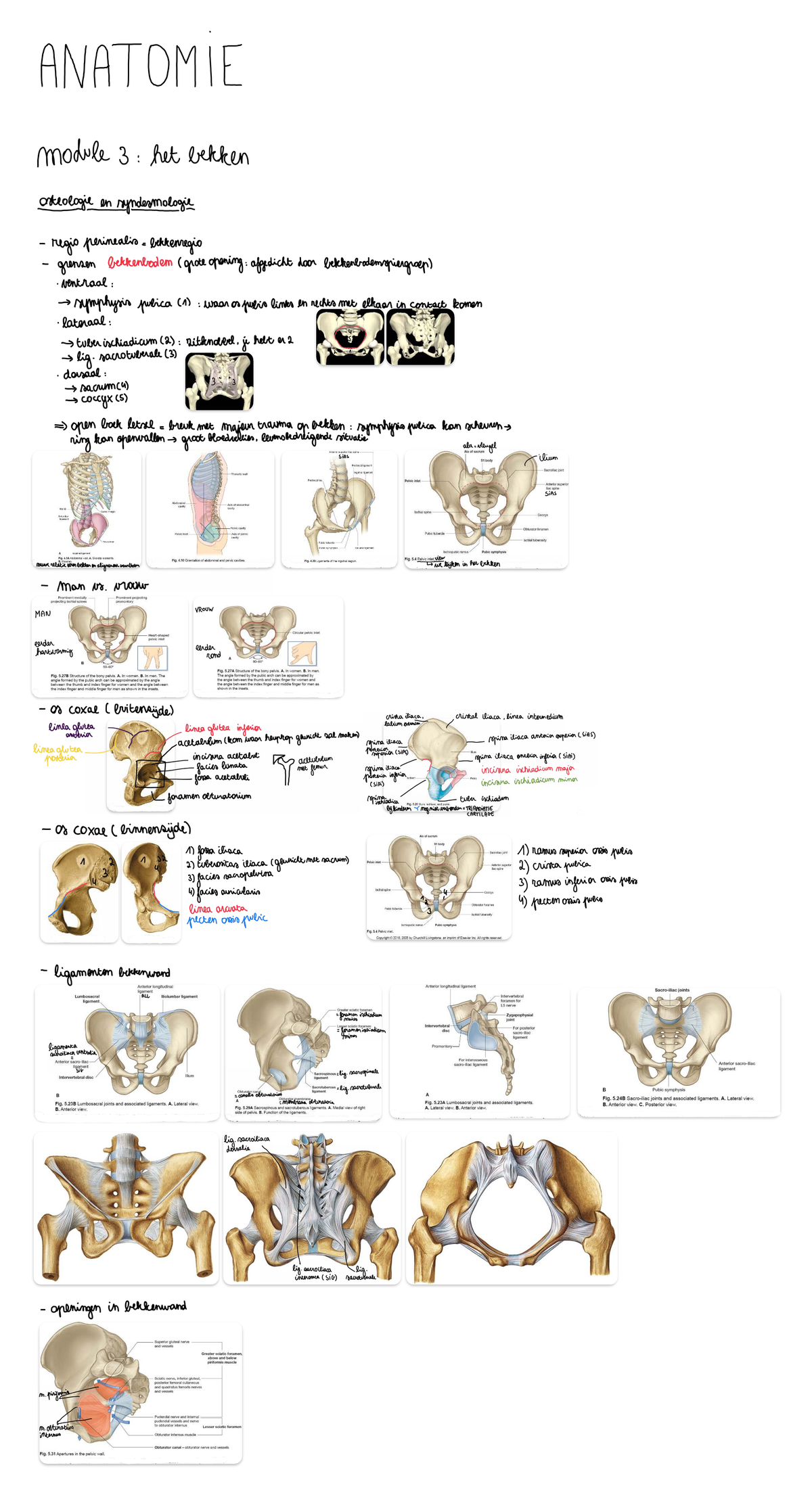 Anatomie Module 3: Bekken Osteologie en Syndesmologie - Studocu