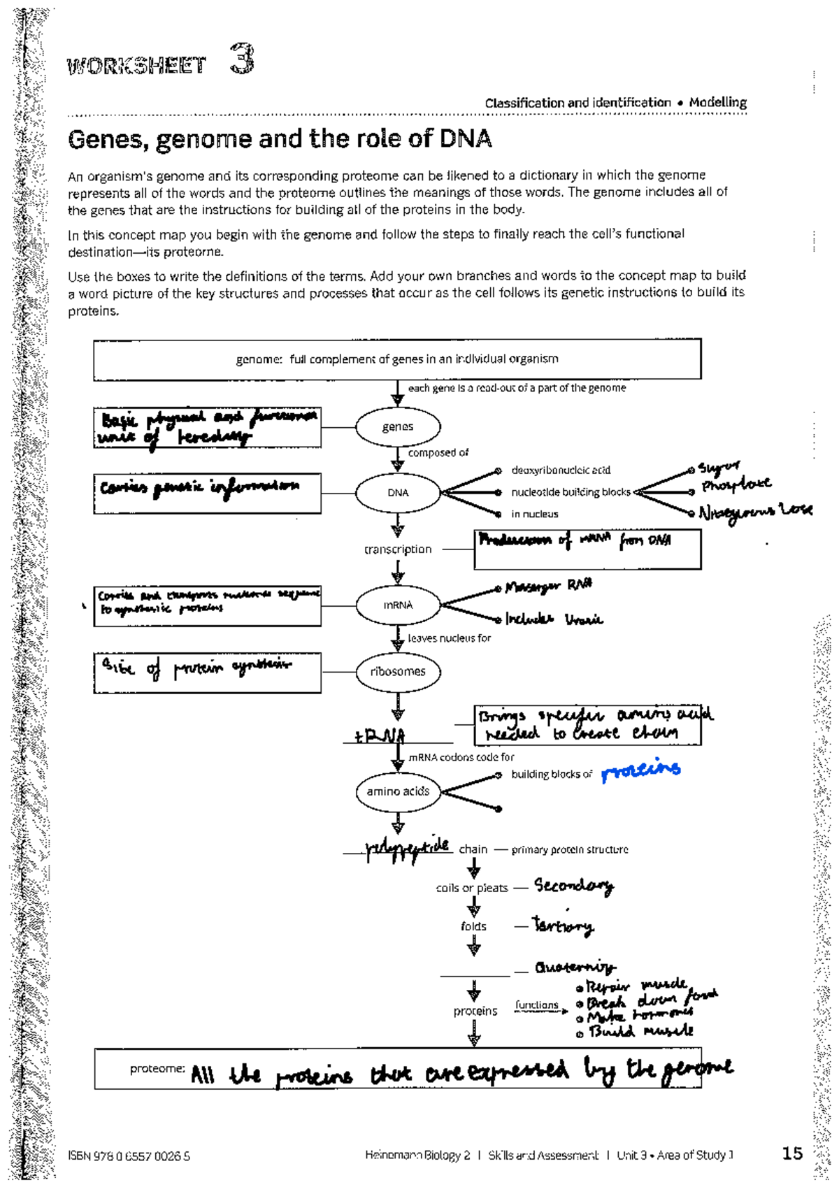 H worksheets 3 genes, genome and role of DNA and 4 transcription ...