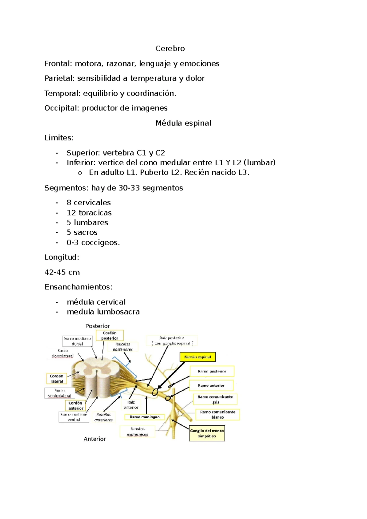 Neuroanatomía apuntes de clase - Anatomía 2 (Neuronata y más) Sistema ...