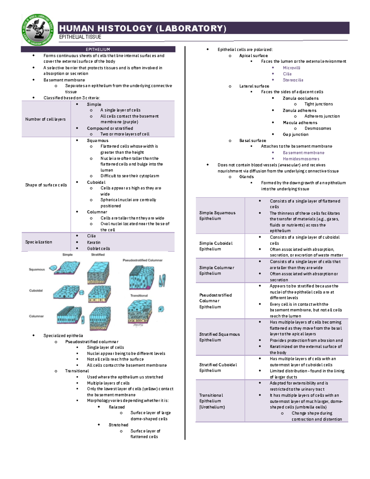 HUMAN HISTOLOGY (LAB) Epithelial Tissue Overview and Classification ...