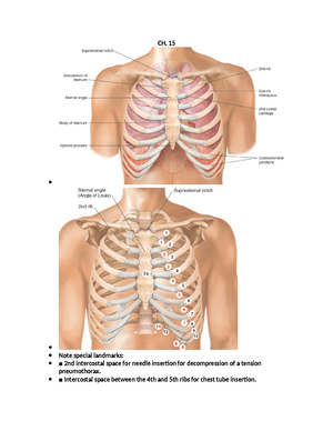 Thorax and Lungs - pictures - Thorax and Lungs Box Percussion Notes and ...