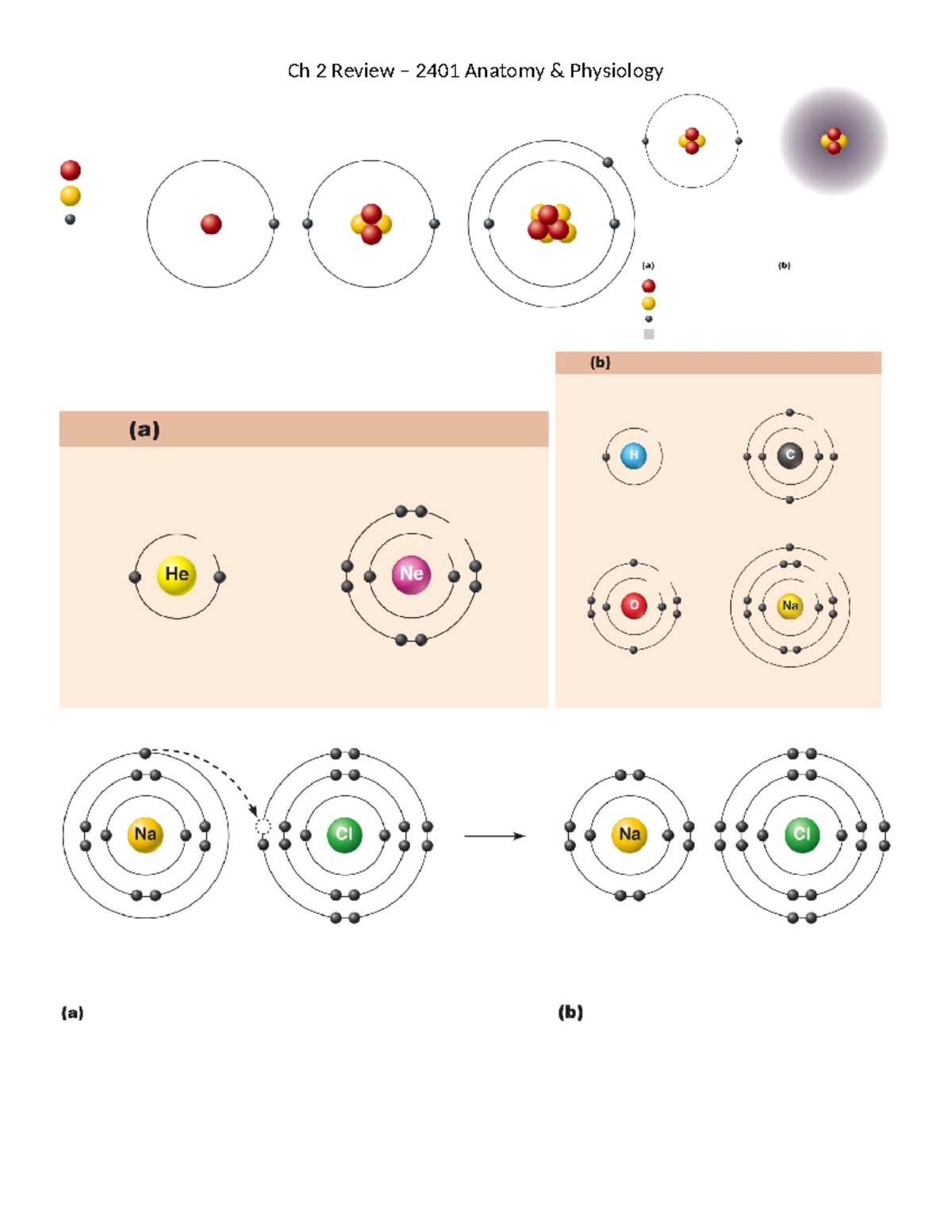 Ch 2 Review 2401: Anatomy & Physiology of Biomolecules - Studocu