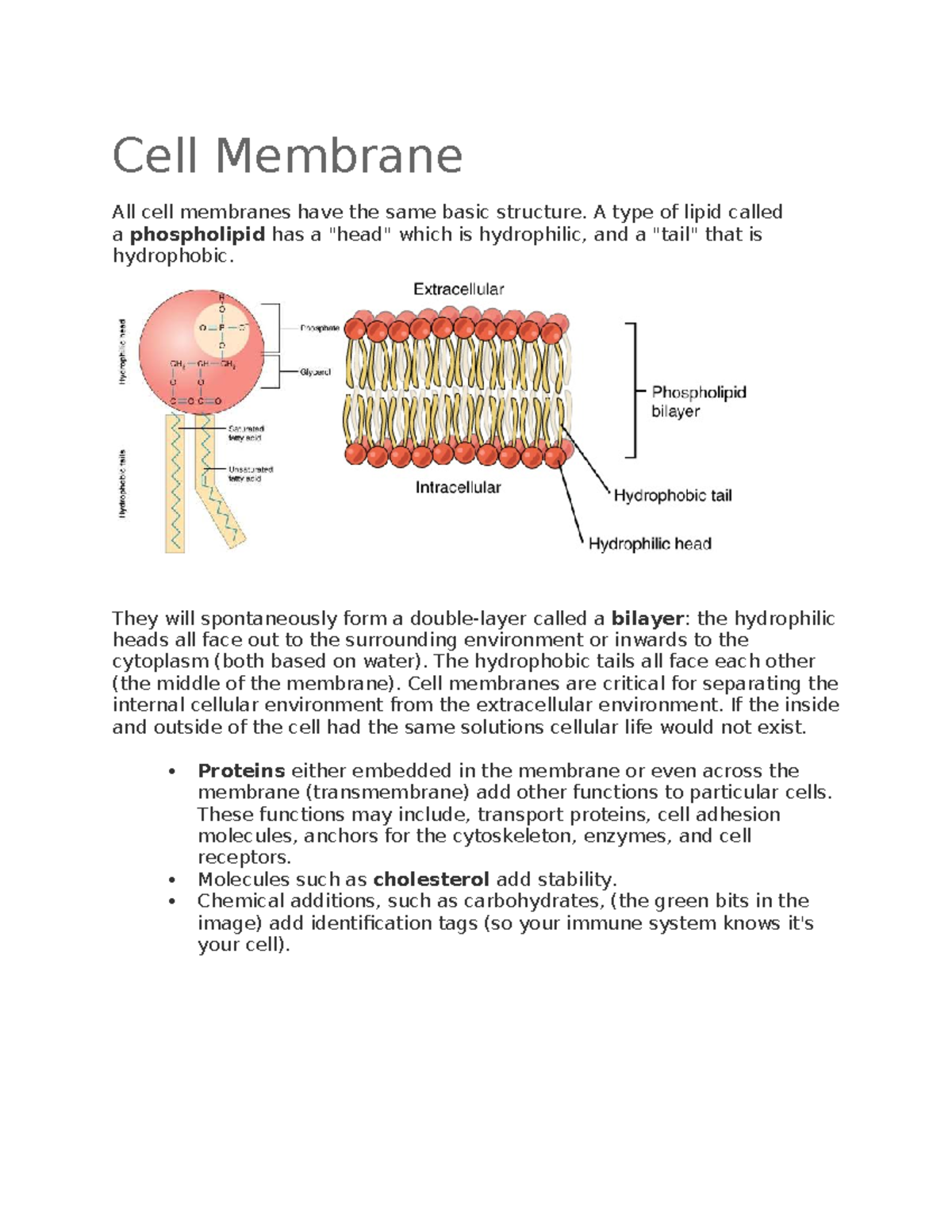 Cell Membrane Structure and Function - Bio 101 Notes - Studocu