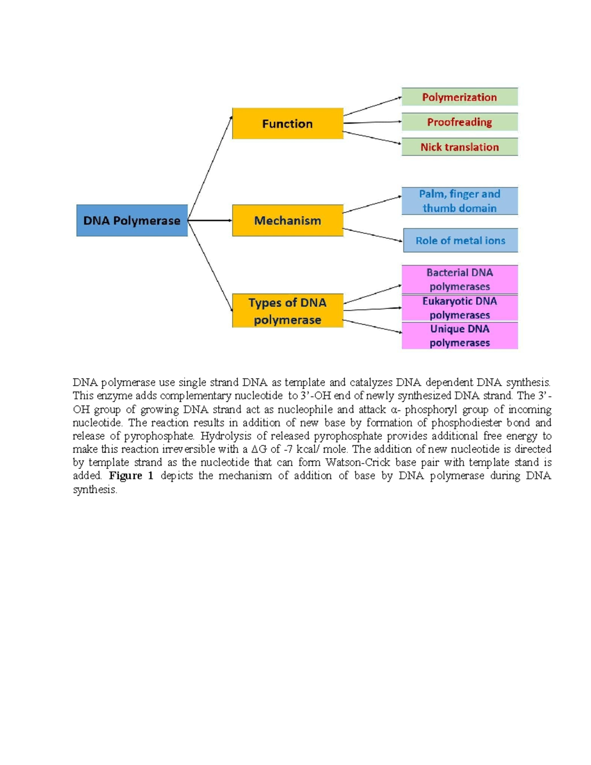 DNA Polymerase Notes: Mechanisms, Functions, and Types in DNA Synthesis ...