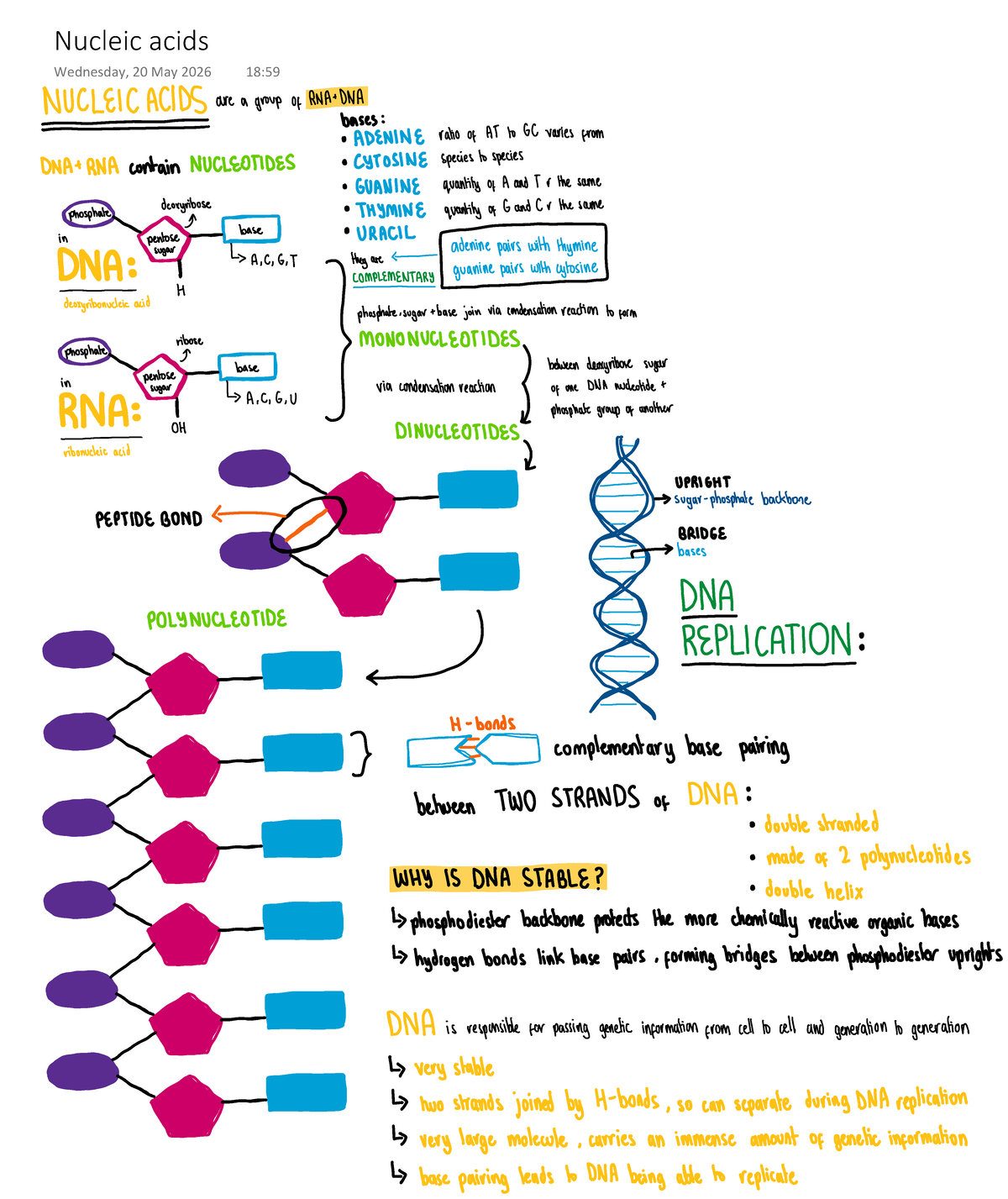 Nucleic Acids - Revision Notes on DNA & RNA Basics - Studocu