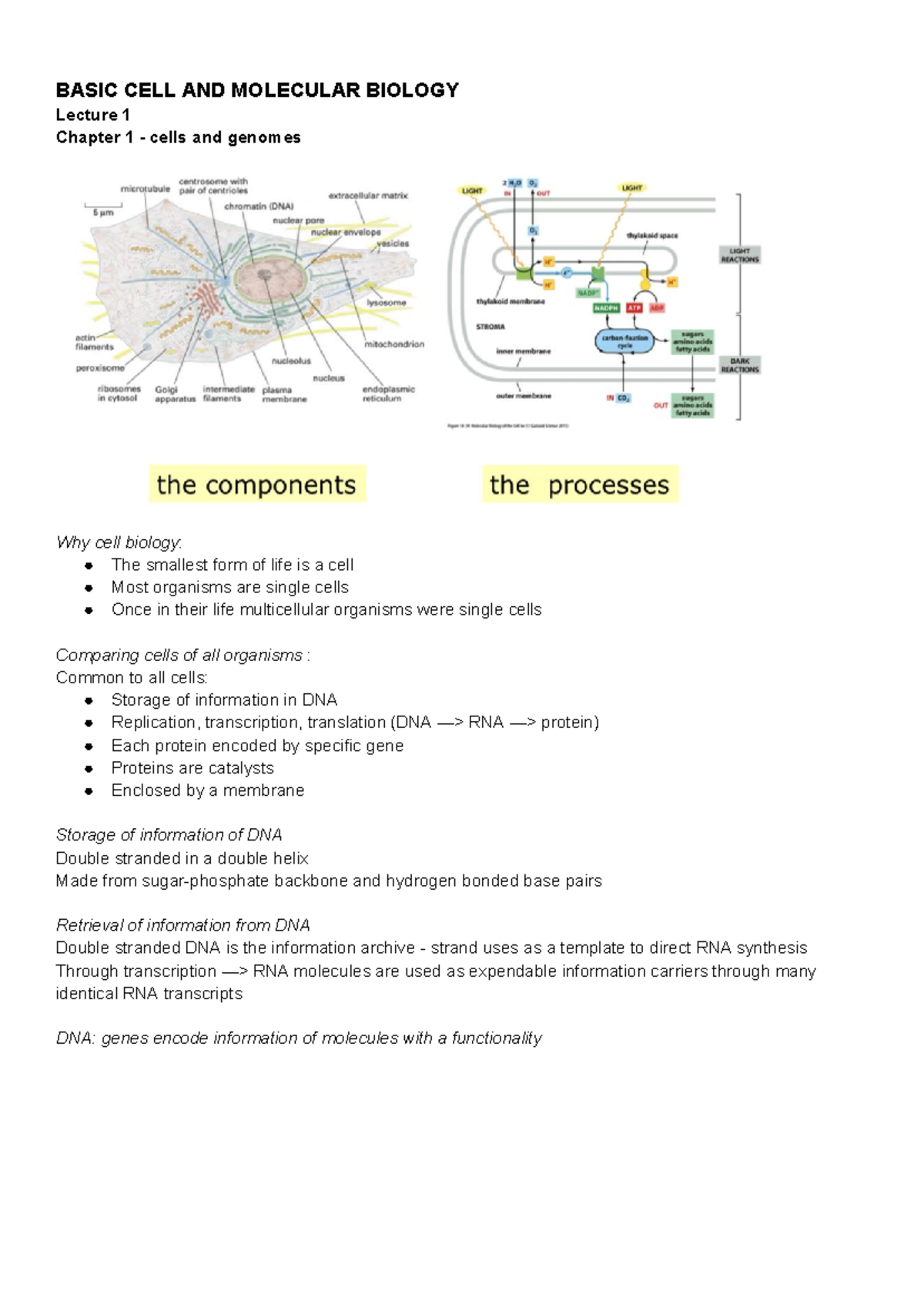 Cell and Molecular Biology Overview: Lectures and Key Concepts ...