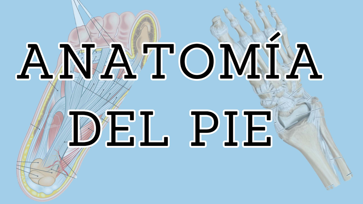 Pie 20250409 112626 0000 - El pie es la región Al miembro Inferior ...