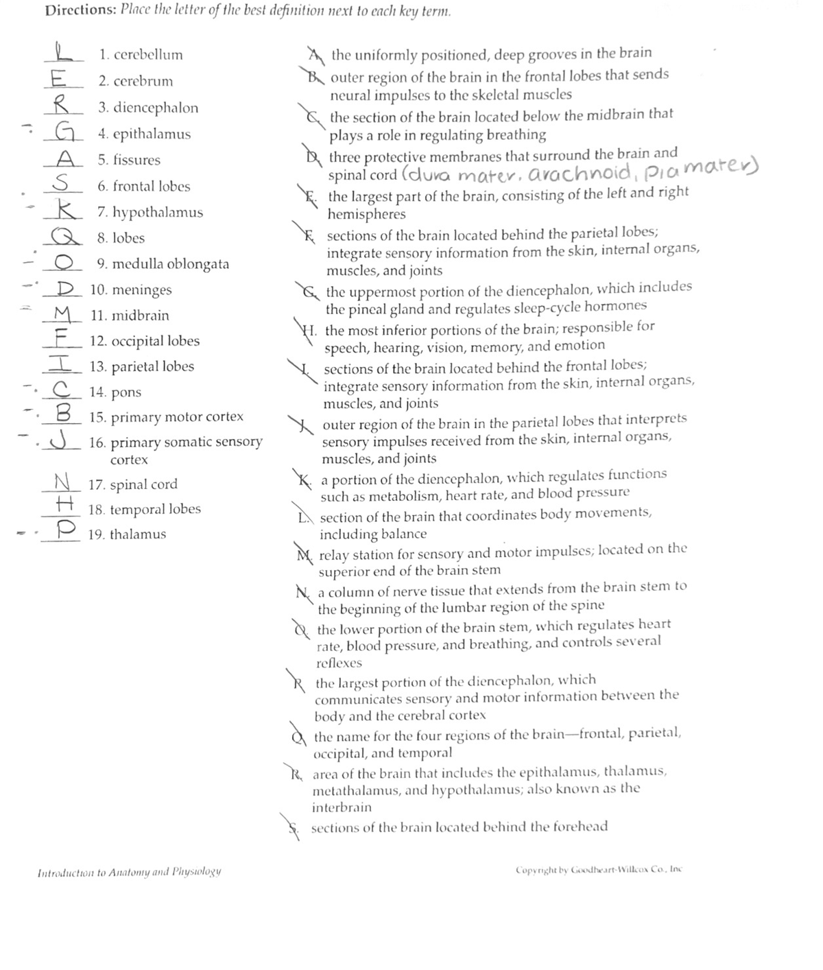 Lesson 6.3: Brain Structure Labeling and Definitions Guide - Studocu