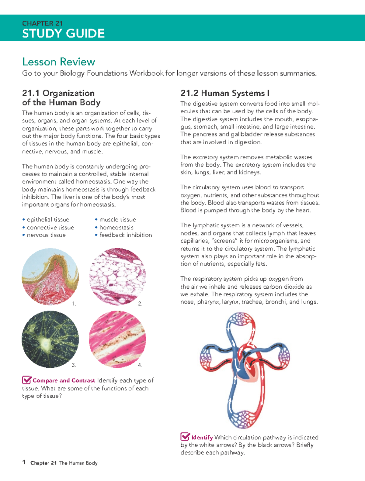 Biology 101: Chapter 21 Study Guide on Human Body Systems - Studocu