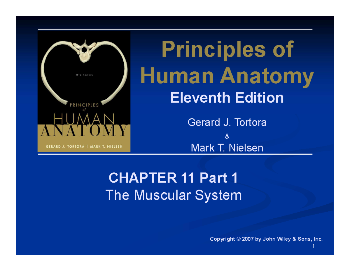 Chapter 11: The Muscular System - Principles of Human Anatomy - Studocu
