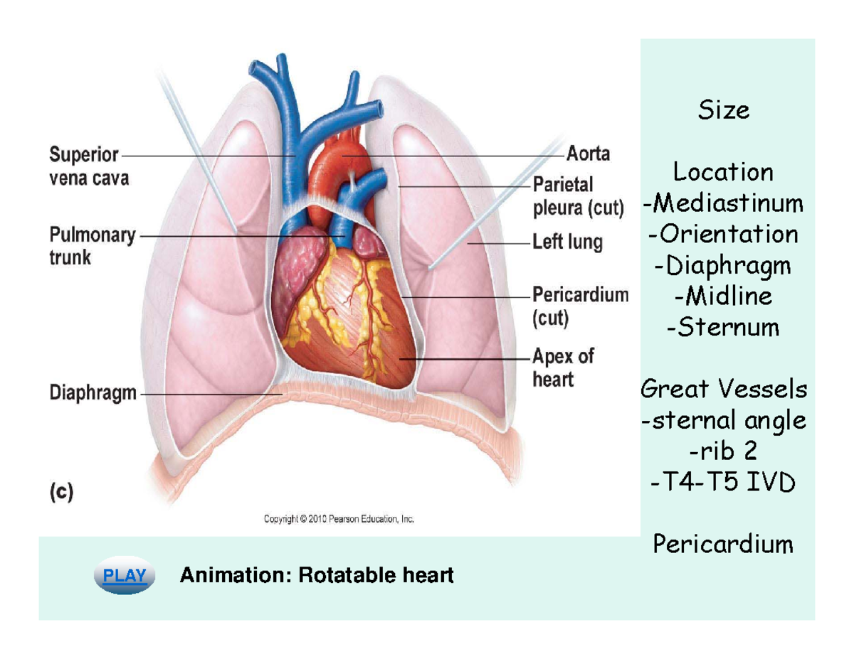 Bio 320 chap 20 - bio - PLAY Animation: Rotatable heart The Heart Size ...