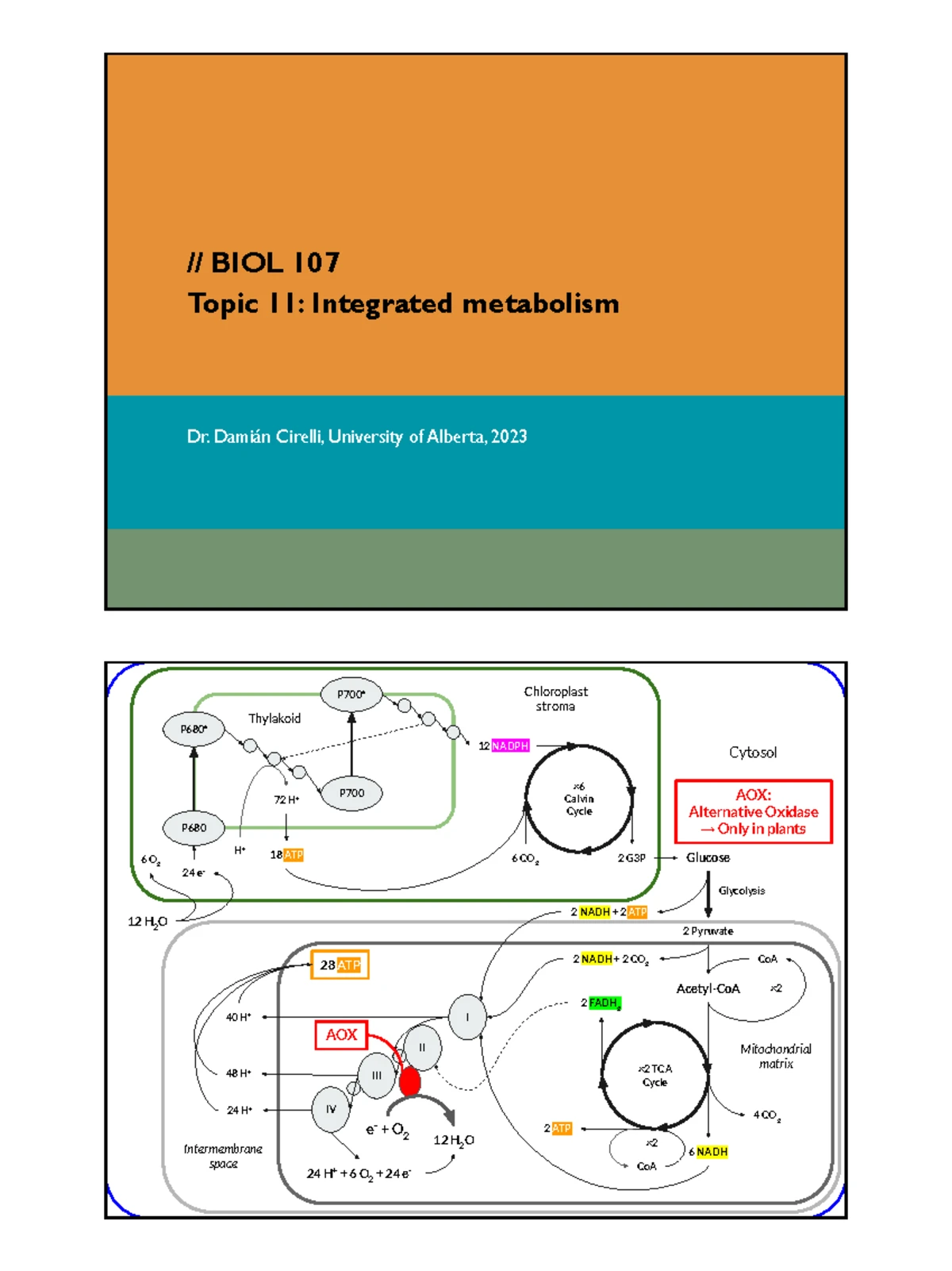 BIOL 101 - Notes on Animal Evolution & Phylum Porifera Insights - Studocu
