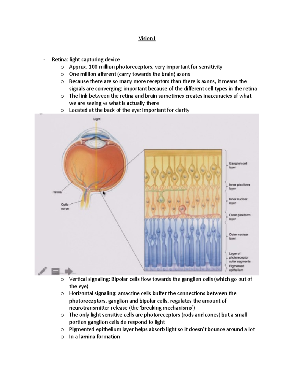 Vision I - Lecture Notes on Retina and Visual Pathways - Studocu