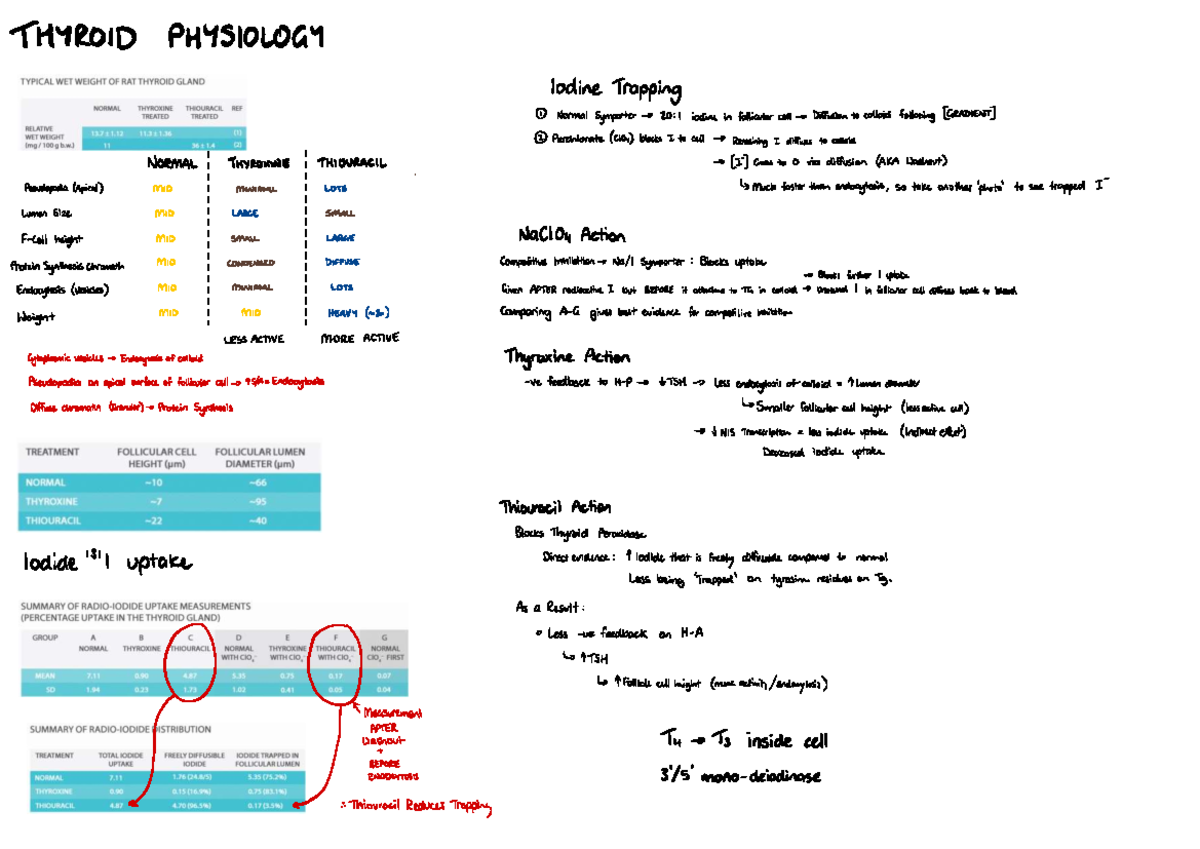 PHSL 1B Final Exam Summary: Thyroid Physiology & Renal Function - Studocu