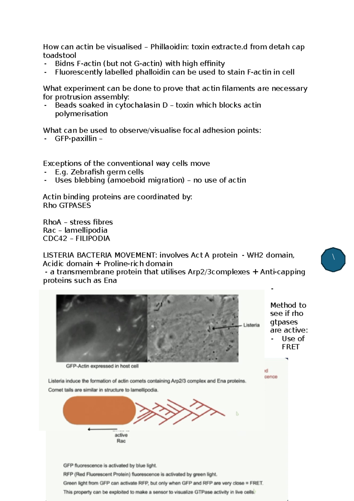 Dynamic cell cheat sheet - How can actin be visualised – Phillaoidin ...